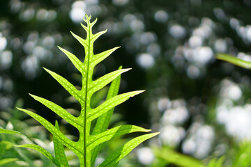 Evergreen leaf of fish tail fern, know as Wart fern of Hawaii, monarch fern or musk fern