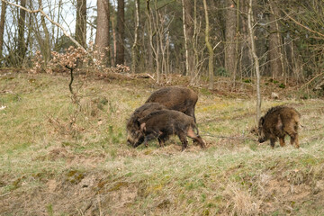 Wild boar with cute piglets are looking for food in the forest