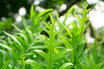 Fototapeta na wymiar Evergreen leaf of fish tail fern, know as Wart fern of Hawaii, monarch fern or musk fern
