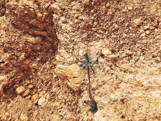 dragonfly on a stone