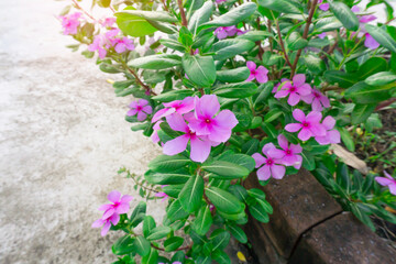 Pink petals of West Indian perwinkle known  Madagascar periwinkle, Pinkle-pinkle
