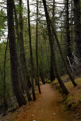 leafless trees leaning across path in forest