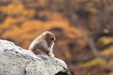 紅葉の時期に、岩の上に座っているニホンザル　
