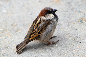 New Zealand sparrow close up perched on concrete