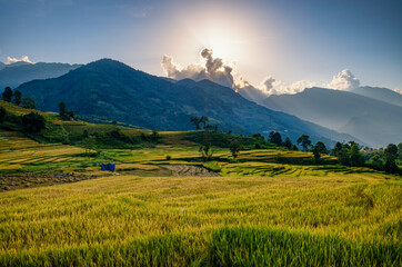 Terraced rice fields in Y ty, Sapa, Laocai, Vietnam prepare the harvest