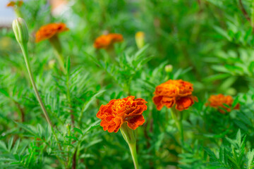 Orange petals of French Marigold flowering plant in Daisy family