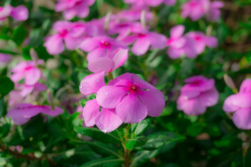 Pink petals of West Indian perwinkle known as Madagascar periwinkle, Pinkle-pinkle