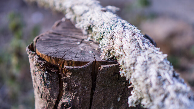 รูปภาพAbaca – เลือกดูภาพถ่ายสต็อก เวกเตอร์ และวิดีโอ488 | Adobe Stock