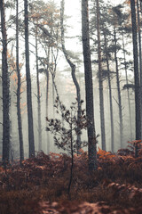 Hazy woodland with mystical fog and many orange leaves