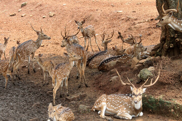 Fototapeta na wymiar Group of Spotted deer