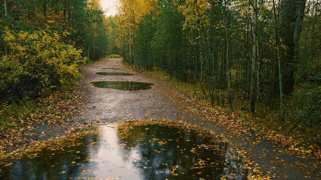 Heavy drops of cold rain fall on the autumn forest and trees, knocking the yellowed leaves into puddles.