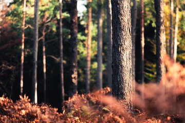 Hazy woodland with mystical fog and many orange leaves