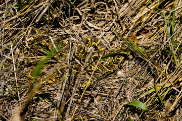 Addo Elephant National Park: deadly poisonous Puffadder in long grass waiting to ambush prey.