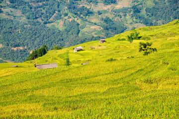 Terraced rice fields in Y ty, Sapa, Laocai, Vietnam prepare the harvest