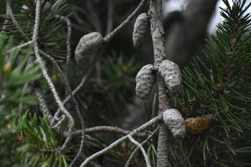 The interesting composition of the pine cones on the pine tree in Sapporo Japan