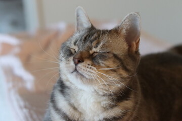 眩しそうに目を閉じる猫のアメリカンショートヘアブルータビー
American shorthair cat with closed eyes.