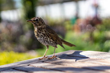 close up of song thrush on table