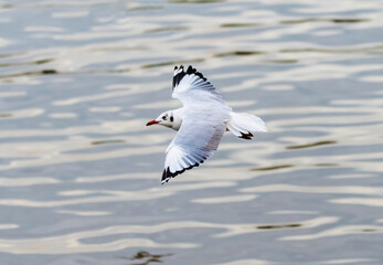 The brown-headed gull flying over the water in winter , Bang Pu Recreation Centre , Thailand