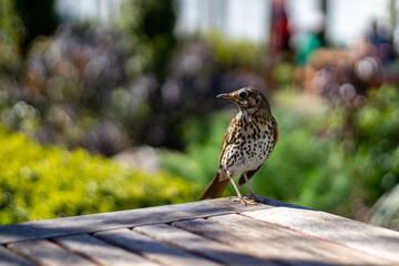 Thrush perched with head turned on table corner