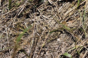 Addo Elephant National Park: Puffadder (Bitis arietans) camouflaged in grass waiting to ambush prey