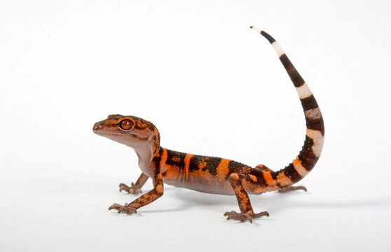 Japanese cave gecko // Japanischer H&ouml;hlengecko (Goniurosaurus orientalis)