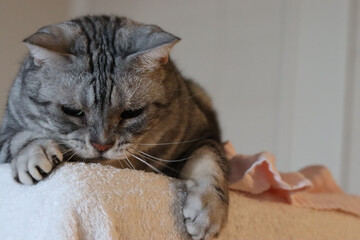 獲物を狙う表情の猫のアメリカンショートヘアシルバータビー
American shorthair cat with a look aiming for prey.