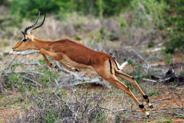 The impala (Aepyceros melampus), jumping male through thorny bushes on a green savannah.