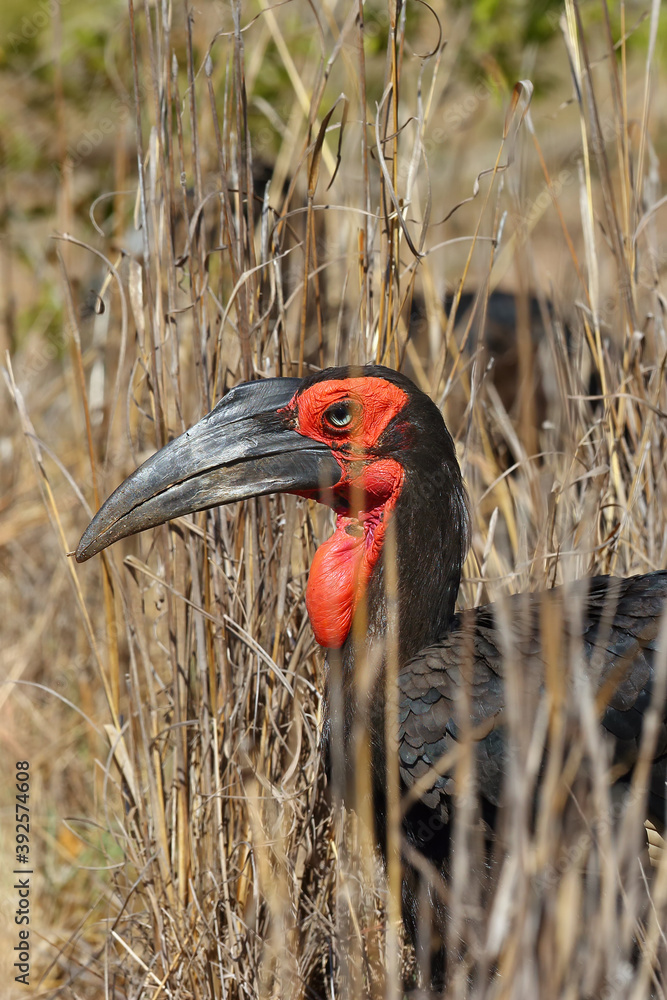 Poster The southern ground hornbill (Bucorvus leadbeateri; formerly known as Bucorvus cafer) in tall grass. Portrait of a black bird with a red head and a big beak in the yellow grass.