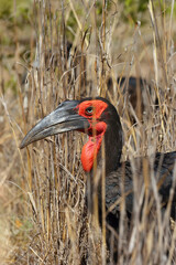 The southern ground hornbill (Bucorvus leadbeateri; formerly known as Bucorvus cafer) in tall grass. Portrait of a black bird with a red head and a big beak in the yellow grass.