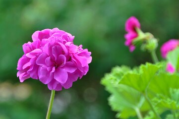 Geraniım flowers in nature.
