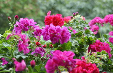 Geraniım flowers in nature.