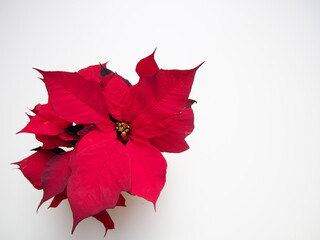 christmas decoration background for greeting card, red flowers plants poinsettia roses beautifully blooming, close-up