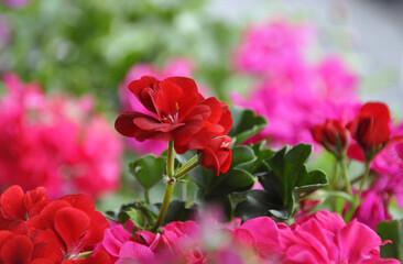 Geraniım flowers in nature.