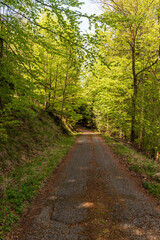 Fototapeta na wymiar road in fresh springtime deciduous forest in Moravskoslezske Beskydy mountains in Czech republic