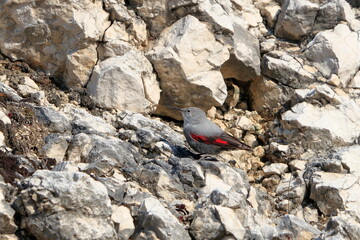 Mountain flying jewel, jumping on a rock looking for beetles and other bugs. Grey bird with red wings. Palava Hills, Czech Republic. Wallcreeper, Tichodroma muraria.