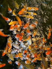 Naklejka na ściany i meble Colorful Koi fish floating in the pond