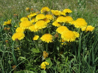 Dandelions on a meadow in Austria,Europe
