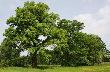 Giant oak trees in Chotoviny,South Bohemia,Czech republic,Europe
