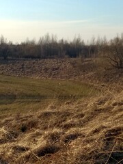 morning in the field