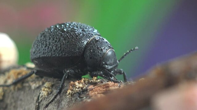 Bloody-nosed beetle (Timarcha tenebricosa), also called blood spewer or blood-spewing beetle, is a leaf beetle. Covered completely with drops of morning dew. Macro view insect in wildlife