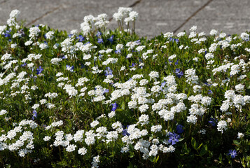 (Iberis sempervirens) Immergrüne Schleifenblume wie weißen Polstern in Fugen und Steinbeeten. Idealer Blumen in weißer Bodenbedeckung