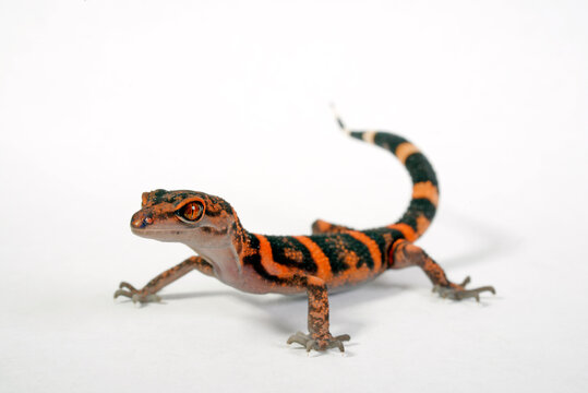 Japanese cave gecko // Japanischer H&ouml;hlengecko (Goniurosaurus orientalis)