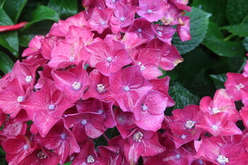 雨に輝く美しい紫陽花