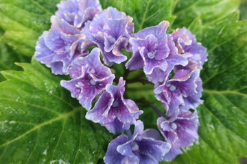 梅雨に咲く美しい紫陽花