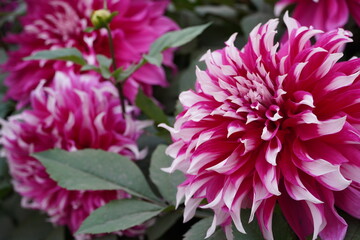 pink dahlia flower , close up shot