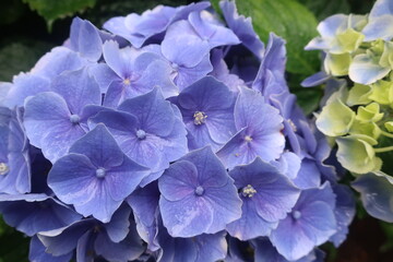 梅雨に咲く美しい紫陽花