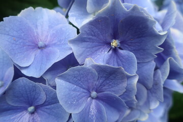 梅雨に咲く美しい紫陽花