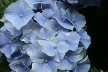 梅雨に咲く美しい紫陽花