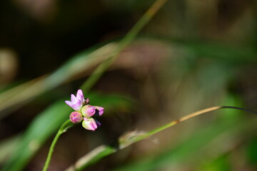 ピンク色の野草の花