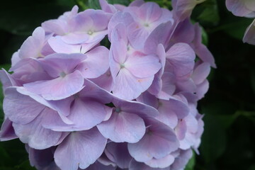 梅雨に咲く美しい紫陽花